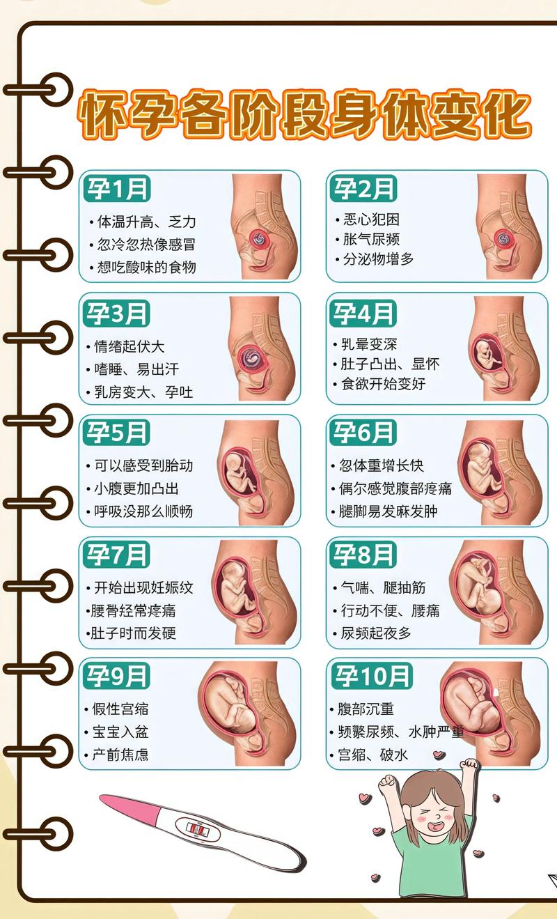 揭秘供卵代孕妈妈怀孕小腹分两节，孕期变化的奥秘吉安代生机构: